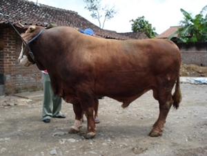 Budidaya sapi potong