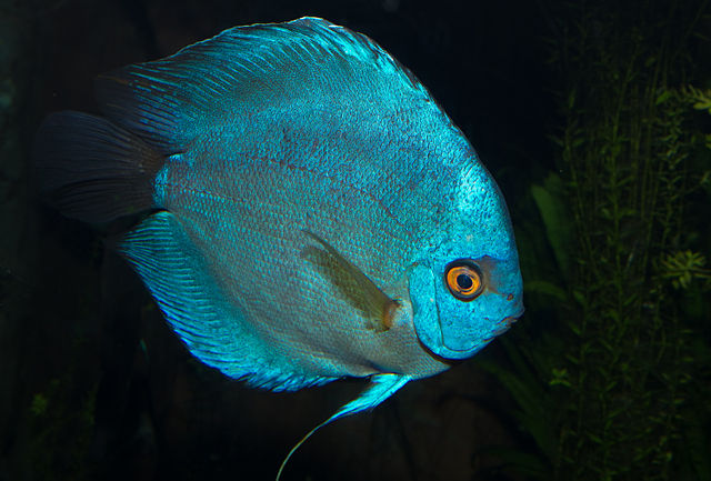 Blue Discus fish Symphysodon aequifasciatus